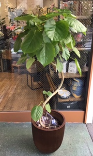 ウンベラータ～曲がり｜「花かざり」　（大阪府大阪市城東区の花キューピット加盟店 花屋）のブログ