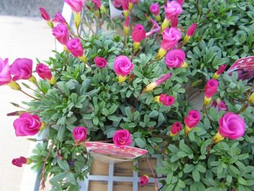 ピンク色の綺麗なお花！！｜「フロリストシャイン」　（大阪府大阪市淀川区の花キューピット加盟店 花屋）のブログ