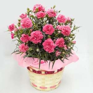 今日は母の日！！｜「フロリストシャイン」　（大阪府大阪市淀川区の花キューピット加盟店 花屋）のブログ