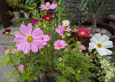 秋のお花❁入荷しました｜「花かざり」　（大阪府大阪市城東区の花キューピット加盟店 花屋）のブログ