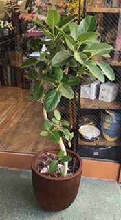 フィカス・ベンガレンシ｜「花かざり」　（大阪府大阪市城東区の花キューピット加盟店 花屋）のブログ
