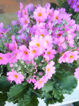 優しい色のお花。｜「フロリストシャイン」　（大阪府大阪市淀川区の花キューピット加盟店 花屋）のブログ