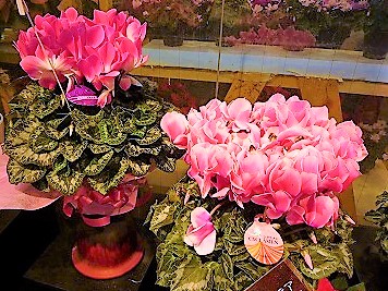 綺麗なお花が楽しめます！！｜「フロリストシャイン」　（大阪府大阪市淀川区の花キューピット加盟店 花屋）のブログ