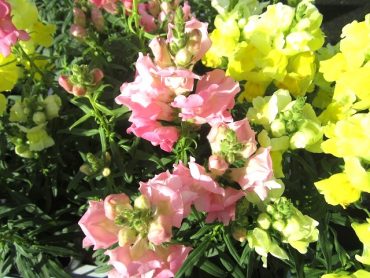 春を感じるお花！！｜「フロリストシャイン」　（大阪府大阪市淀川区の花キューピット加盟店 花屋）のブログ