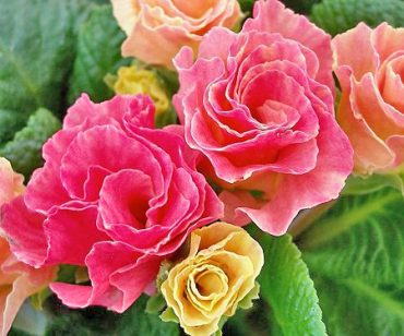 ぞくぞく入荷！！｜「フロリストシャイン」　（大阪府大阪市淀川区の花キューピット加盟店 花屋）のブログ