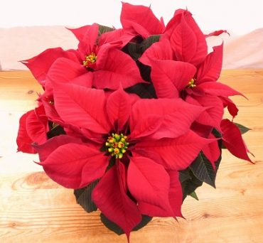 クリスマスプレゼントに！！｜「フロリストシャイン」　（大阪府大阪市淀川区の花キューピット加盟店 花屋）のブログ