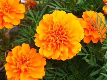 元気色のお花！！｜「フロリストシャイン」　（大阪府大阪市淀川区の花キューピット加盟店 花屋）のブログ
