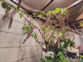山ごぼう｜「花かざり」　（大阪府大阪市城東区の花キューピット加盟店 花屋）のブログ