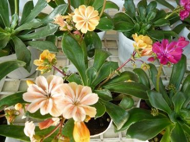 上品なお花入荷！！｜「フロリストシャイン」　（大阪府大阪市淀川区の花キューピット加盟店 花屋）のブログ