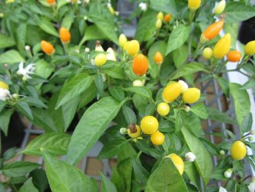 綺麗な実が楽しめます！！｜「フロリストシャイン」　（大阪府大阪市淀川区の花キューピット加盟店 花屋）のブログ