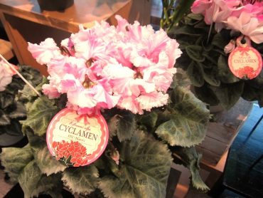 今年もいい商品が入荷しました！！｜「フロリストシャイン」　（大阪府大阪市淀川区の花キューピット加盟店 花屋）のブログ