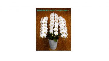 【期間限定】通常 38,500円の胡蝶蘭鉢植えを33,000円で販売いたします！！｜「花昭」　（神奈川県藤沢市の花キューピット加盟店 花屋）のブログ